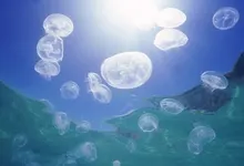 reef jellyfish australia 1920x1080 wallpaper Art HD Wallpaper
